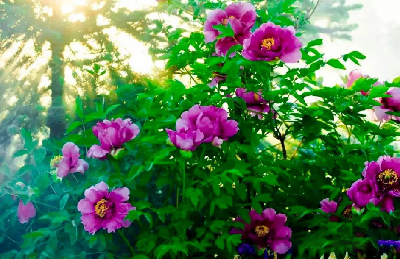 【“甘味”故事】“百花王”駕到！國色傾城正當(dāng)時
