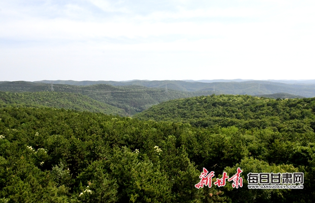 【甘肅生態(tài)環(huán)保媒體行】子午嶺深處，一家三代人用生命守護黃土高原的“天然生態(tài)屏障”