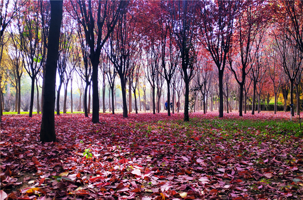【“醉”美深秋 】深秋，請(qǐng)到蘭州這片紅葉林里走走