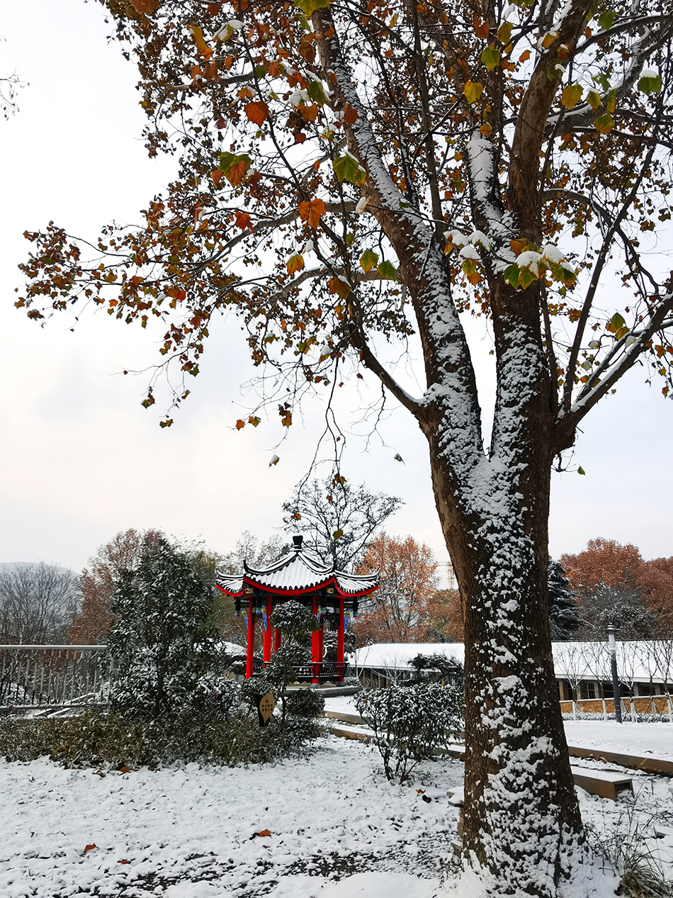 高清大圖|天水弘文園初雪，你喜歡嗎？