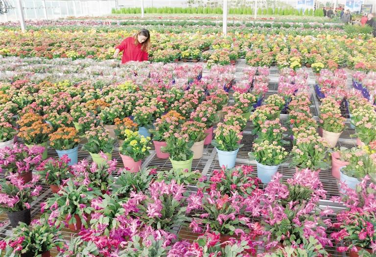 臨夏縣20多萬株水仙花、杜鵑、蝴蝶蘭等60多種花卉競(jìng)相綻放