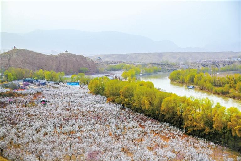 甘肅旅游丨唐汪杏花開(kāi) 楚楚等君來(lái) 在這里賞花看丹霞，美哉！