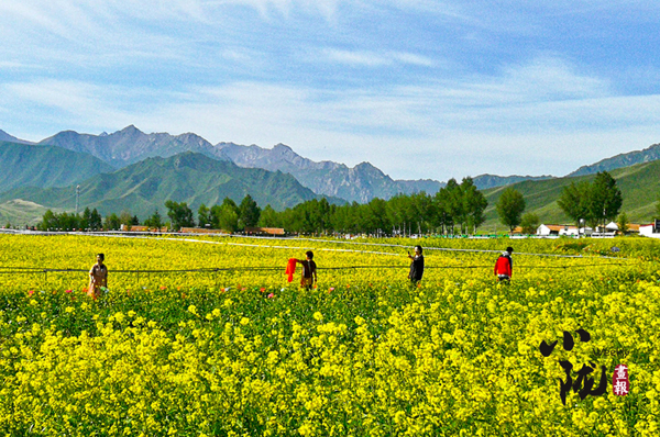 【小隴畫(huà)報(bào)·117期】盛夏赴一場(chǎng)金張掖的金色之約