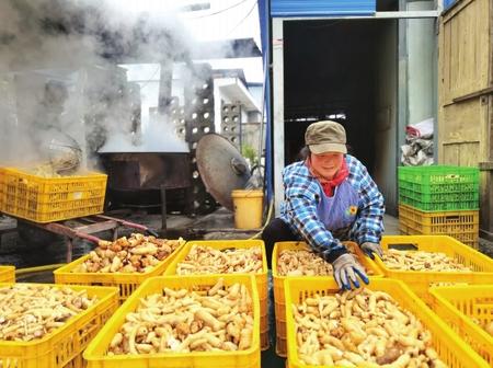 村民在康縣陽壩鎮(zhèn)陽壩村天麻種植大戶胡國強(qiáng)家加工天麻。
