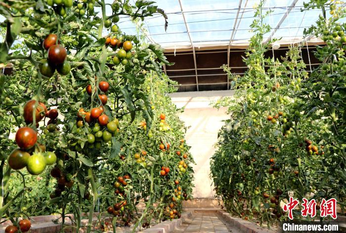 12月14日，甘肅省武威市民勤縣紅旗谷現(xiàn)代農(nóng)業(yè)產(chǎn)業(yè)園，溫棚內(nèi)“水果西紅柿”長勢良好。　馬愛彬 攝