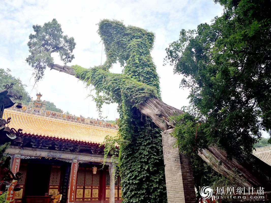 “山頭南郭寺，水號北流泉。老樹空庭得，清渠一邑傳?！倍鸥υ娭械摹袄蠘洹?，指的就是這株春秋古柏，為南郭寺的“鎮(zhèn)寺之寶”。胡江 攝