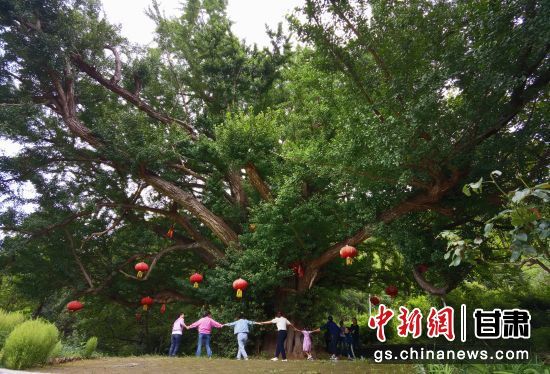 隴南徽縣境內(nèi)最古老的銀杏樹。當(dāng)?shù)貍髡f(shuō)，它已有千年樹齡。（資料圖）殷春永 攝