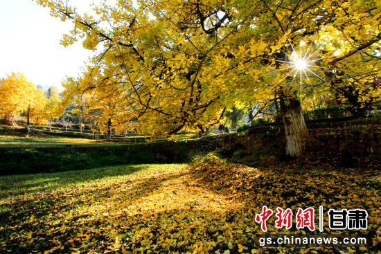 隴南徽縣銀杏樹最美的時(shí)候，當(dāng)屬每年的10月至11月。圖為樹葉已染黃的銀杏樹。張承榮 攝