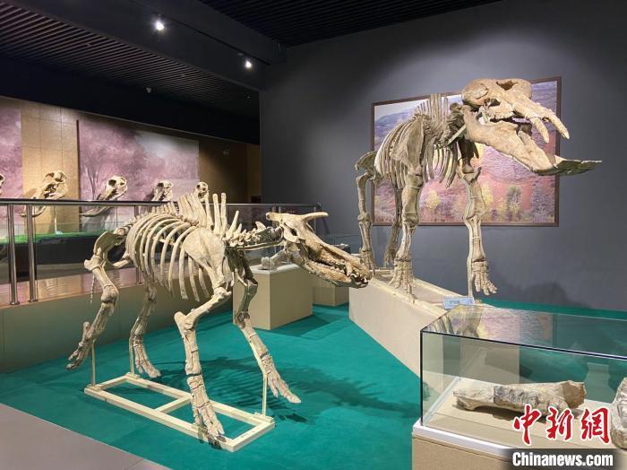 圖為5月底，和政縣古動(dòng)物化石博物館內(nèi)修復(fù)后的古生物化石。　高展 攝