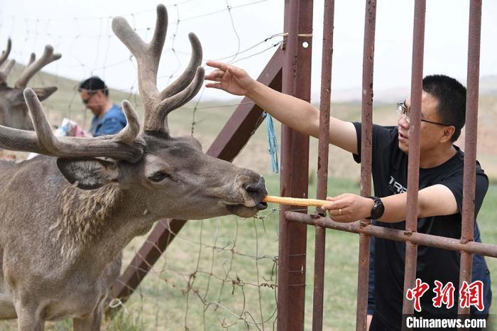 圖為游客在肅南縣馬鹿養(yǎng)殖場內體驗喂鹿?！钇G敏 攝