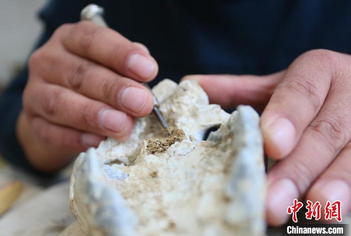 2022年6月，在和政古動(dòng)物化石博物館內(nèi)，古生物化石修復(fù)師對(duì)化石進(jìn)行修復(fù)。(資料圖) 高展 攝