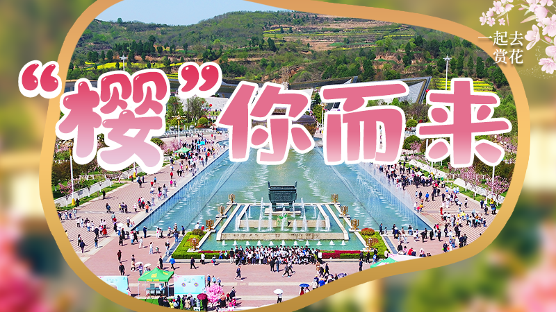 海報(bào)|春色爛漫，一組海報(bào)“云賞”櫻花盛開(kāi)