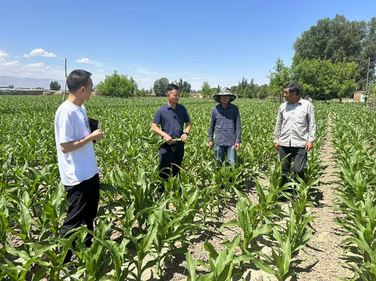 臨澤縣蓼泉鎮(zhèn)紀(jì)委工作人員深入田間地頭，現(xiàn)場(chǎng)了解玉米制種長(zhǎng)勢(shì)和產(chǎn)業(yè)發(fā)展情況。.jpg