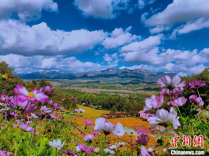 圖為盛夏時節(jié)的油嘴灣“花海”?！∈茉L者供圖