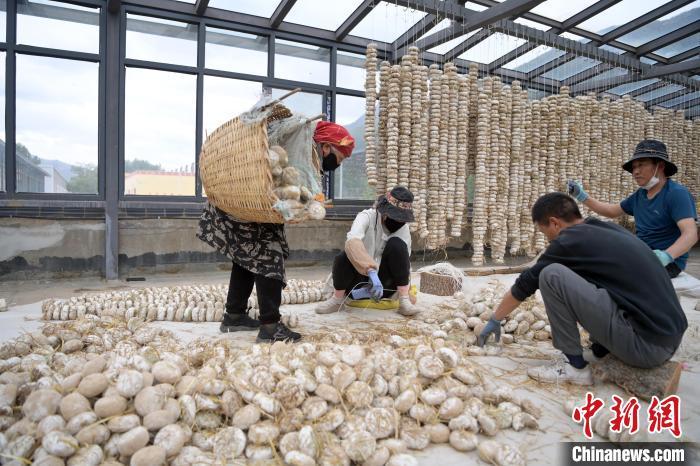 5月10日，甘肅省甘南藏族自治州迭部縣一青稞酒廠，工作人員用青稞面和青稞草等制成的曲坯用繩子串起來，方便掛起來曬干。九美旦增　攝