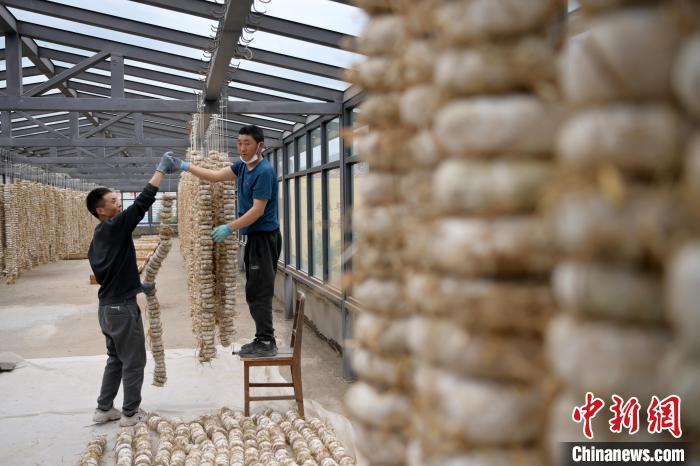 圖為5月10日，工作人員將用青稞面和青稞草等制成的曲坯用繩子串起來晾曬。九美旦增　攝