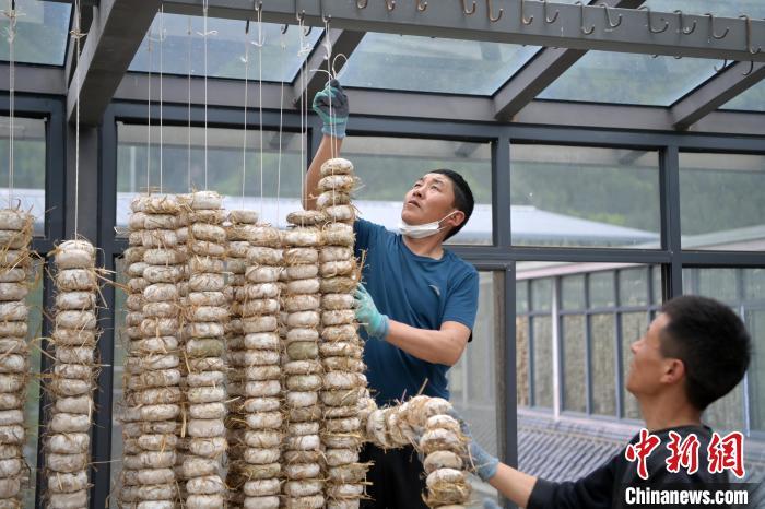 圖為5月10日，工作人員將用青稞面和青稞草等制成的曲坯用繩子串起來晾曬。九美旦增　攝