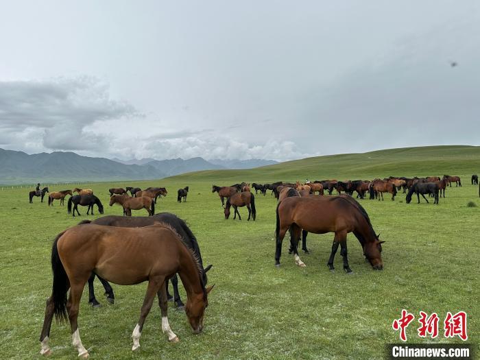 7月中旬，在山丹馬場草原上吃草的“山丹馬”?！〈魑牟?攝