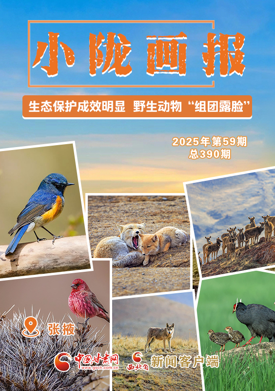 【小隴畫報(bào)·390期】張掖：生態(tài)保護(hù)成效明顯 野生動物“組團(tuán)露臉”