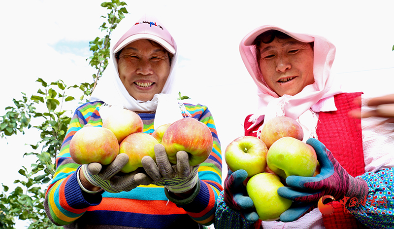 民樂：林果為媒 綠富同興
